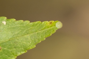 EKP 2015_06_09 - Viceroy, Eggs (6)_a