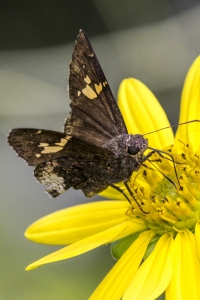 EKP 2015_06_23 - Skipper, Hoary Edge_a