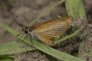 EKP 2015_06_23- - Skipper, Least