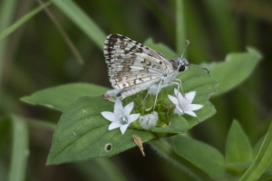 EKP 2015_08_05 - Checkered-Skipper, Tropical (2)_a