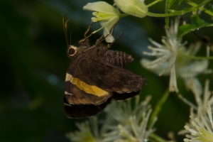 EKP-GBS-BVL_2014-08-09 - Skipper, Golden-banded (8)