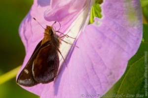 EKP-GBS-count_2014-08-08 - Skipper, Clouded #2