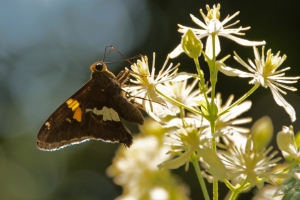 EKP-GBS-count_2014-08-08 - Skipper, Silver-spotted