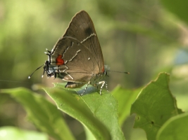 EKP White M Hairstreak 2009-06-21_6 (4)-webpage