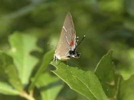 EKP White M Hairstreak 2009-06-21_6 (5)-webpage