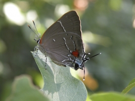 EKP White M Hairstreak 2009-06-21_6 (6)-webpage