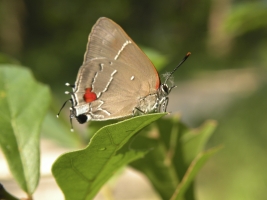 EKP White M Hairstreak 2009-06-21_6-webpage