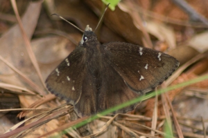 EKP_2014-04-25 - Cloudywing, Northern (white face)