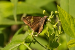 EKP_2014-05-20 - Skipper, Hoary Edge  (2)