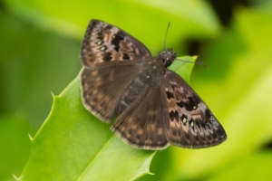 EKP_2014-05-20_1 - Duskywing, Horace's