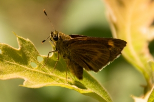 Byssus Skipper 