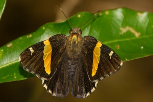 EKP_2014-07-23 - Skipper, Golden-banded