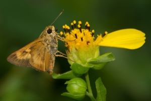 Byssus Skipper 