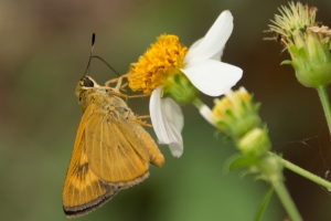 Byssus Skipper 