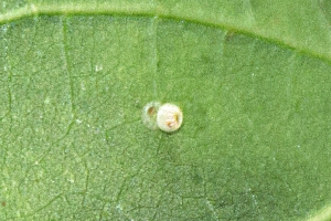 EKP_2014-08-29 - Skipper, Golden-banded, Eggs