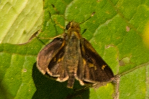 EKP_2014-08-29 - Skipper, Little Glassywing