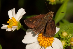 EKP_2014-09-18 - Skipper, Norther Broken-Dash (11)