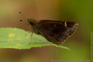 EKP_2014-09-20 - Skipper, Clouded (1)