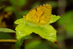 EKP_2014-09-20 - Sleepy Orange (1)