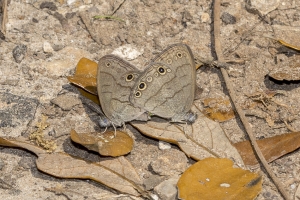 EKP_2018_03_05 - Satyr, Carolina, mating -31-websized