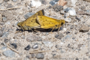 Skipper, Fiery, mating 