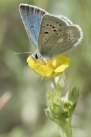 Estes-Cow_Creek_2015_07_09 - Blue, Boisduvals (1)-s