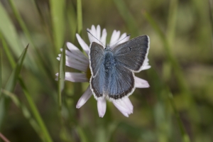 Estes-Cow_Creek_2015_07_09 - Blue, Boisduvals (2)