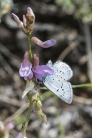 Estes-Cow_Creek_2015_07_09 - Blue, Boisduvals (2)
