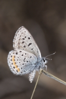 Estes-Cow_Creek_2015_07_09 - Blue, Dotted (2)_a-websized