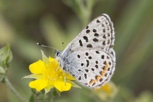 Dotted