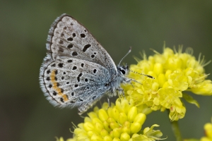 Estes-Cow_Creek_2015_07_09 - Blue, Dotted (5)_a