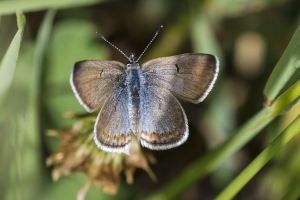 Estes-Cow_Creek_2015_07_09 - Blue, Greenish (16)_a-websized