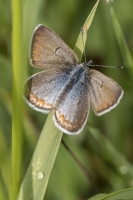 Estes-Cow_Creek_2015_07_09 - Blue, Greenish (4)_a-websized