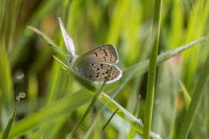 Estes-Cow_Creek_2015_07_09 - Blue, Greenish (9)_a-websized