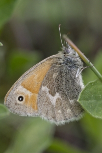 Estes-Cow_Creek_2015_07_09 - Ringlet, Common (1)