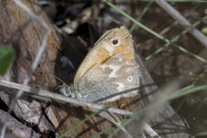 Estes-Cow_Creek_2015_07_09 - Ringlet, Common (1)_a