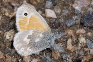 Common Ringlet