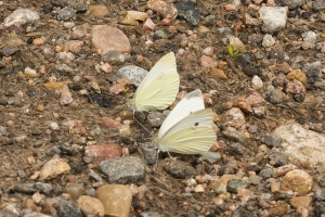 Estes-RMNP-SR36_2015_07_08 - White, Cabbage (1)_a