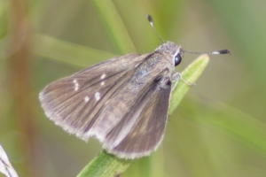 Eufalla Skipper - BradwellBay 2013-09-28_100_a-websized