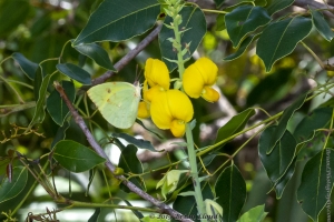 Everglades_05-18-2019 - Sulphur, Pink-spot (1)