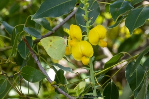 Everglades_05-18-2019 - Sulphur, Pink-spot (2)