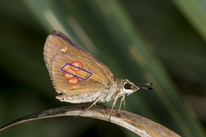 Broad-winged (M)