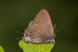 FL_Leon_EKP-Powe_2016_04_29 - Hairstreak, Banded (1-psd2)-web