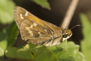 Skipper, Sachem (F) 