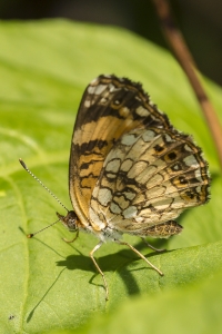 FLCavernsSP 2015_06_06 - Checkerspot, Silvery (3)_a
