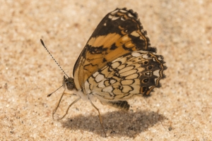 FLCavernsSP 2015_06_06 - Checkerspot, Silvery (4)_a