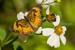 FLCavernsSP 2015_06_06 - Checkerspot, Silvery (6)-s