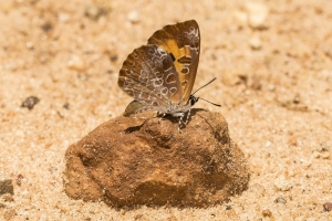 Harvester *