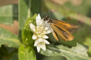 FLCavernsSP 2015_06_06 - Skipper, Least