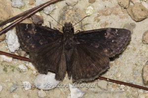 Fran-ARWEA-Count-2017_10_01 - Duskywing, Zarucco